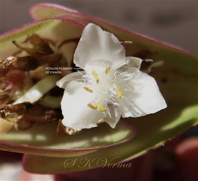   Flower